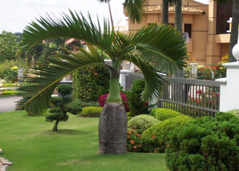 Bottle Palm